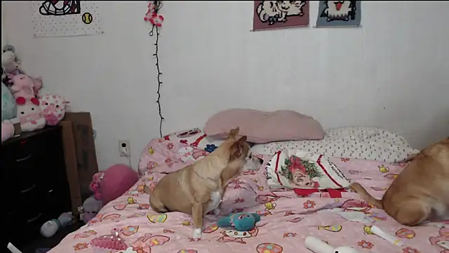 Snapshot of Cupcakecutie449 chatting on March 26, 2026, 3:38 am Cupcakecutie449 online show from March 26, 2026, 3:38 am