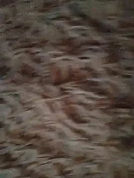 Foxyshaved online show from October 13, 2025, 5:20 am