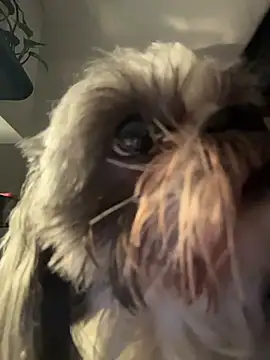 PetitLumiere online show from February 18, 2026, 4:43 am