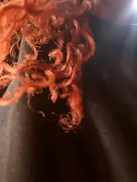 Swirly blac online show from March 24, 2026, 7:30 am