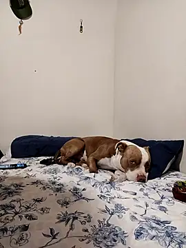 sebasxx97 online show from November 1, 2025, 1:34 am