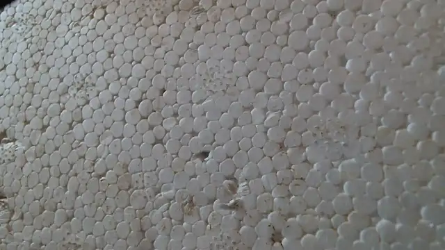 Snapshot of titi_fiesta chatting on February 24, 2026, 8:04 am titi fiesta online show from February 24, 2026, 8:04 am