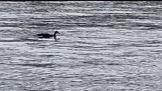 tokimori online show from February 28, 2025, 6:54 am