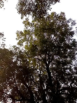 Yasha 14C Creator online show from November 28, 2025, 9:31 am