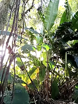 tuwegon online show from June 17, 2026, 9:36 pm