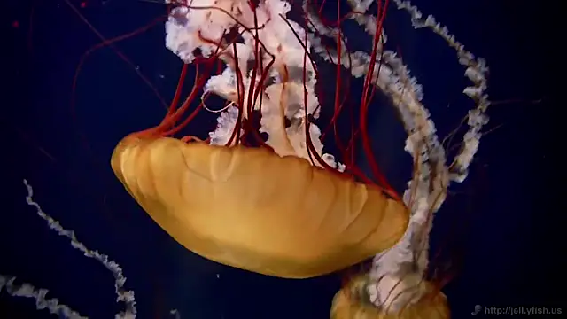 streamy test11 online show from March 6, 2025, 8:41 am