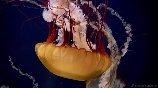 streamy test11 online show from October 20, 2025, 11:00 am