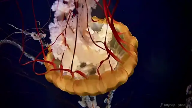 streamy test11 online show from April 9, 2026, 10:54 am