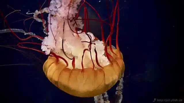 streamy test11 online show from January 17, 2025, 8:13 am