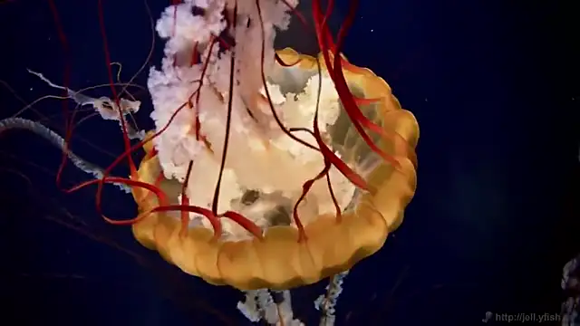 streamy test11 online show from October 30, 2025, 3:53 pm