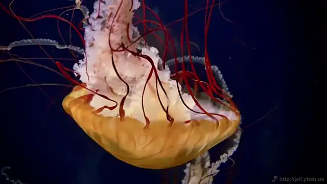 streamy test11 online show from March 11, 2025, 8:30 am