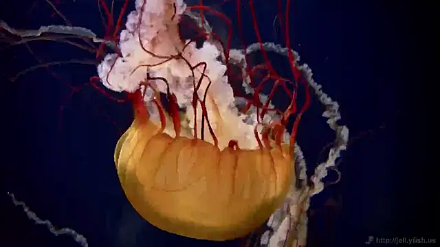 streamy test11 online show from February 26, 2025, 8:17 am