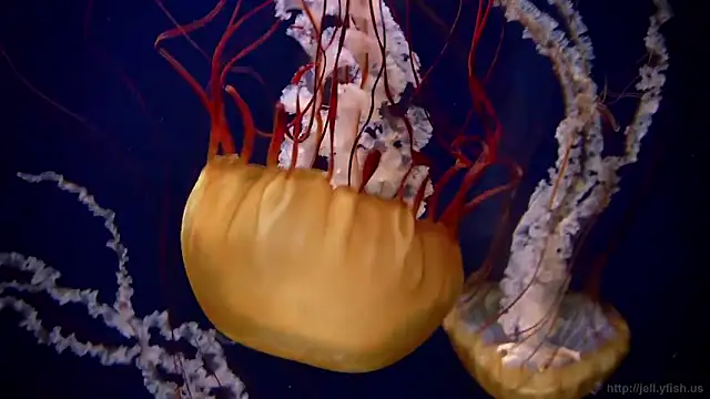 streamy test11 online show from February 26, 2026, 1:33 pm