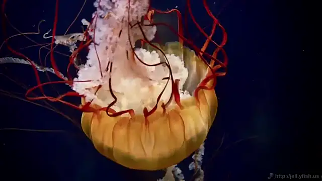 streamy test12 online show from March 26, 2026, 8:01 am