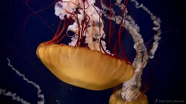 streamy test12 online show from November 13, 2025, 11:47 am