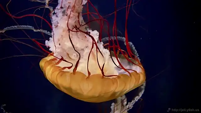 Snapshot of streamy_test12 chatting on January 16, 2026, 6:12 pm streamy test12 online show from January 16, 2026, 6:12 pm