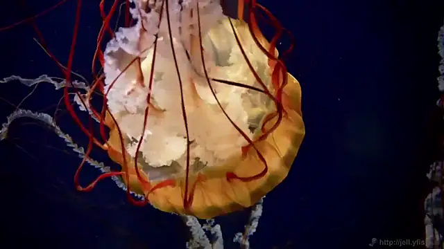 streamy test12 online show from March 31, 2026, 8:27 am