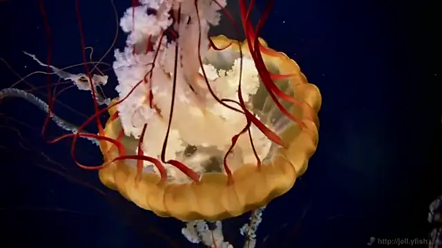 streamy test12 online show from March 5, 2026, 9:17 am