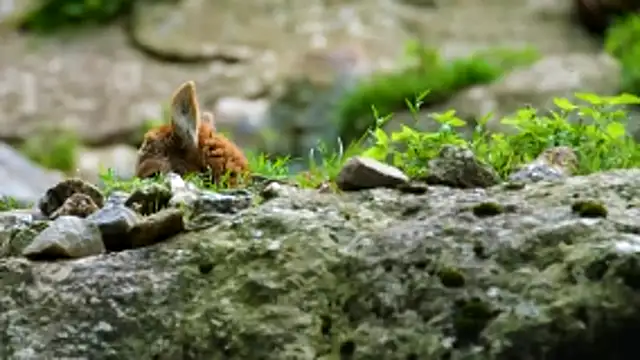 streamy test13 online show from February 2, 2026, 1:21 pm