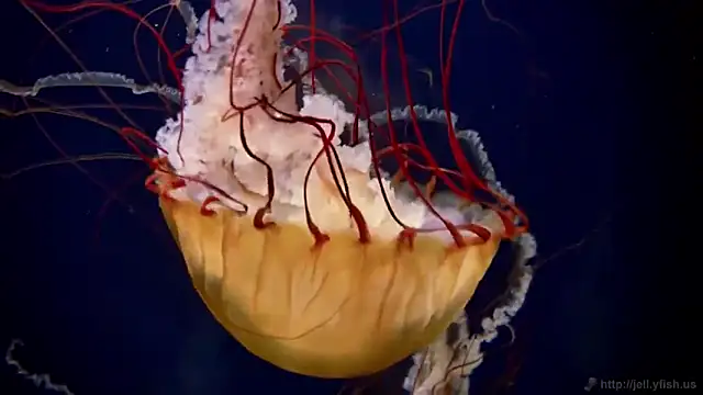 streamy test15 online show from March 5, 2026, 10:45 am