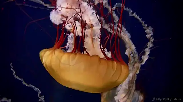 Snapshot of streamy_test15 chatting on February 25, 2025, 8:14 am streamy test15 online show from February 25, 2025, 8:14 am