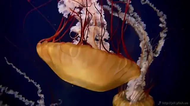 Snapshot of streamy_test15 chatting on September 15, 2025, 11:10 am streamy test15 online show from September 15, 2025, 11:10 am