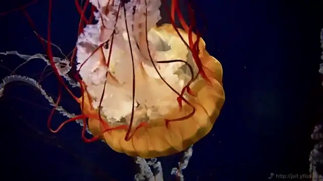 Snapshot of streamy_test15 chatting on March 21, 2025, 8:17 am streamy test15 online show from March 21, 2025, 8:17 am