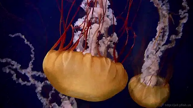 Snapshot of streamy_test15 chatting on December 6, 2024, 8:10 am streamy test15 online show from December 6, 2024, 8:10 am