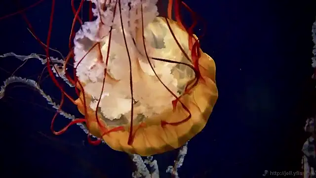 streamy test15 online show from March 20, 2026, 9:32 am