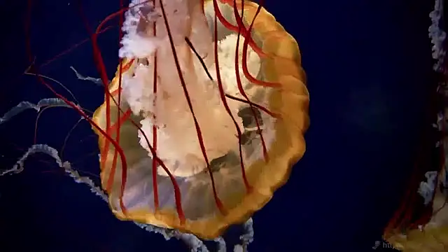 streamy test15 online show from April 17, 2026, 6:38 am