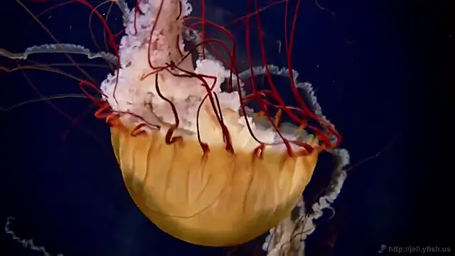 Snapshot of streamy_test15 chatting on February 17, 2025, 8:09 am streamy test15 online show from February 17, 2025, 8:09 am