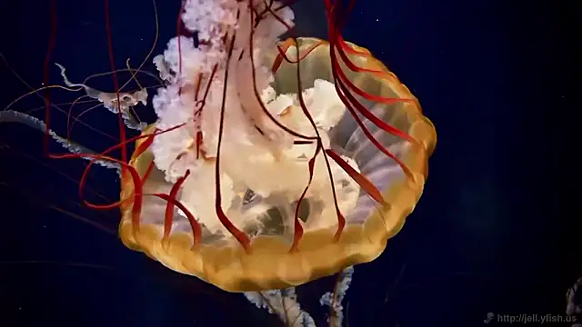 streamy test15 online show from February 27, 2026, 9:09 am