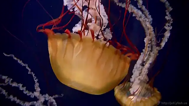 streamy test15 online show from February 2, 2026, 1:21 pm