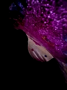 morenogts69 online show from September 23, 2025, 10:00 am