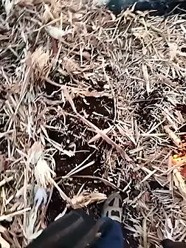 Snapshot of murokkk31 chatting on November 27, 2025, 4:02 am murokkk31 online show from November 27, 2025, 4:02 am