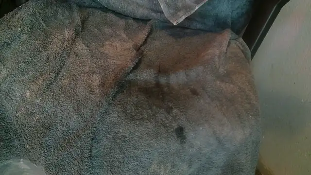 Snapshot of Gigadickman chatting on January 14, 2025, 8:26 pm Gigadickman online show from January 14, 2025, 8:26 pm