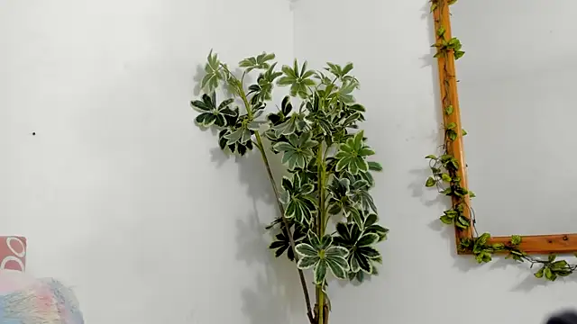 Snapshot of BonnieCute_ chatting on December 17, 2025, 12:15 am BonnieCute online show from December 17, 2025, 12:15 am