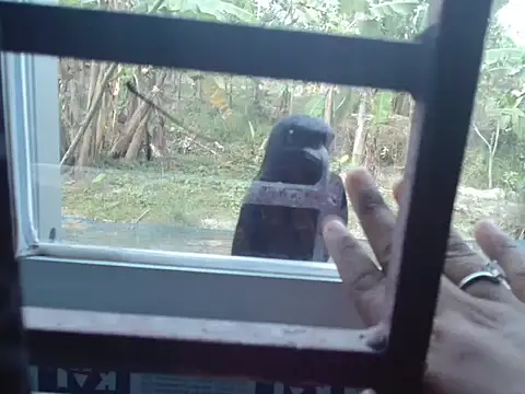 Unlucky-flowers online show from March 15, 2026, 7:37 am