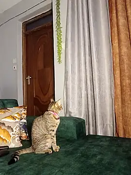 C-yoyo online show from December 14, 2025, 9:59 am