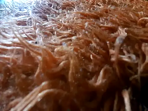 Snapshot of tiscopofortezozza chatting on April 2, 2026, 4:02 pm tiscopofortezozza online show from April 2, 2026, 4:02 pm