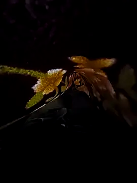 SageElement2 online show from March 14, 2025, 8:17 pm