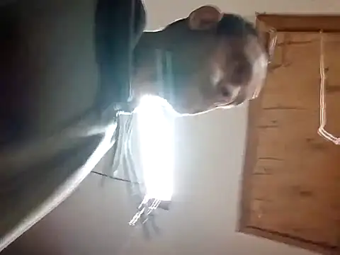 Snapshot of Buffshagswell chatting on November 14, 2025, 4:49 am Buffshagswell online show from November 14, 2025, 4:49 am