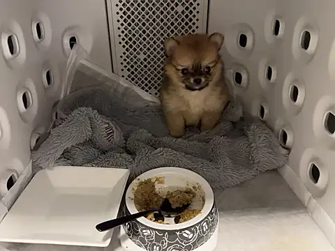 kensnb online show from December 2, 2025, 7:37 pm