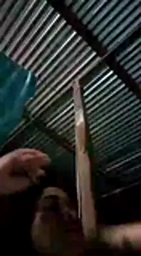 ojitos bello online show from January 9, 2025, 3:04 am