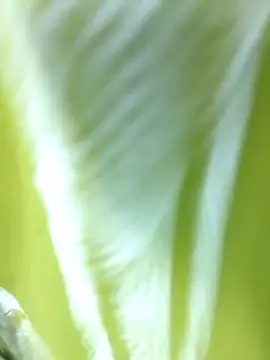 Snapshot of MaaliiiPonuTamil chatting on June 24, 2026, 4:49 pm MaaliiiPonuTamil online show from June 24, 2026, 4:49 pm