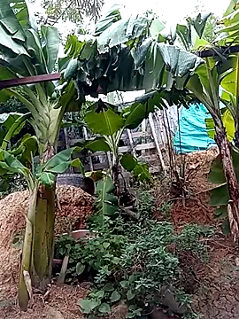 Snapshot of tayson_ chatting on March 15, 2025, 11:40 am tayson online show from March 15, 2025, 11:40 am