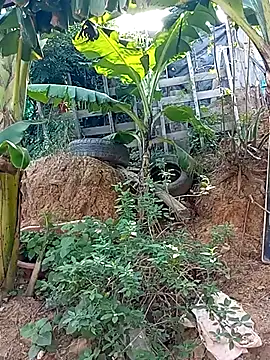 Snapshot of tayson_ chatting on March 2, 2025, 2:04 pm tayson online show from March 2, 2025, 2:04 pm