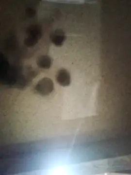 Leocesar37 online show from October 10, 2025, 3:18 am