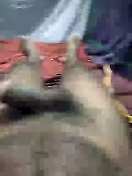 Snapshot of mallucallboy2104 chatting on January 3, 2025, 8:32 pm mallucallboy2104 online show from January 3, 2025, 8:32 pm