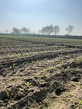 Snapshot of poision51 chatting on March 8, 2025, 4:12 am poision51 online show from March 8, 2025, 4:12 am